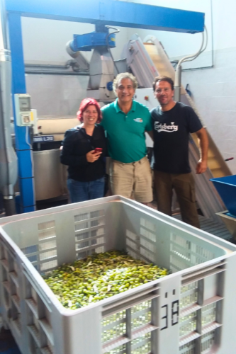 Olive Oil Processing Plant in Sicily